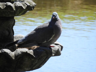 A pigeon sits on a fountain