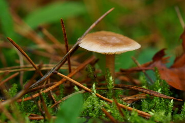 mushroom in the forest