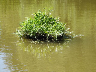 The clump of grass grows on the water