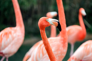 Pink Flamingo head close - up on the background of the flock.