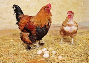 A Brahma rooster and a bare-necked Transylvanian chicken against a background of hay and eggs in a chicken coop on a poultry farm.