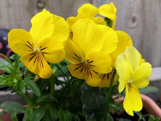 yellow daffodil flowers