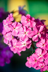 Flowers of perennial pink Phlox close-up in the evening sun.