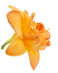Fototapeta na wymiar Orange flower of daylily, lat.Hemerocallis, isolated on white background