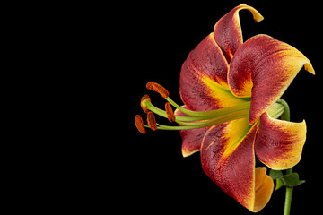 Burgundy-yellow flower of lily, isolated on black background