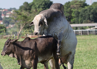 Naklejka premium activity at the breeding station for cattle
