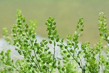 Thlaspi arvense grows in nature