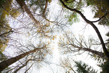 Bottom view of tall trees in the autumn forest, fisheye lens.