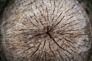 Texture of cut wood, annual rings close-up, fisheye lens.