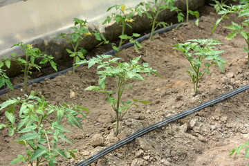 Greenhouse with drip irrigation when growing tomatoes