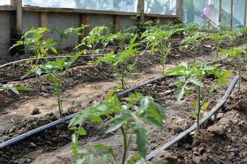 Greenhouse with drip irrigation when growing tomatoes