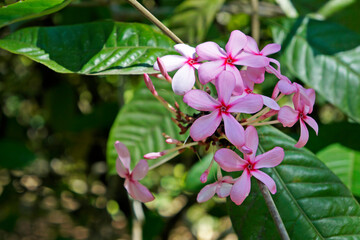 Shrub Vinca or Pink Gardenia (Kopsia fruticosa)