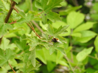 Insect flying on a green twig