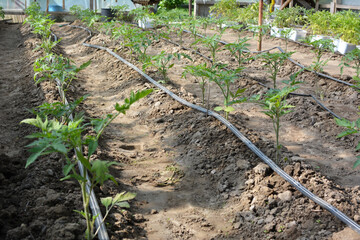 Greenhouse with drip irrigation when growing tomatoes