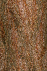 Bark of Scots Pine (Pinus sylvestris)