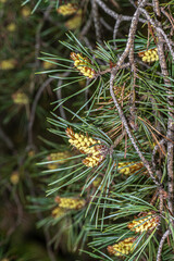 Leaves and Cones of Scots Pine (Pinus sylvestris)