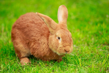 big red rabbit
