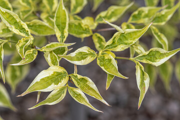 Variegated Leaves of Korean Dogwood (Cornus kousa 'Summer Fun')