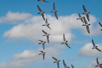 大空を飛翔するカモ