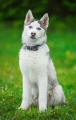 dog breeds husky