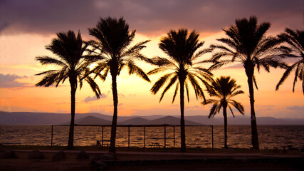 Obraz na płótnie Canvas Panorama view Silhouette of palm trees with colorful sunset and twilight sky, Israel