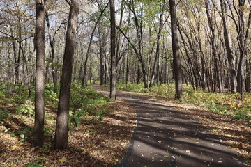 Fototapeta premium walking path in the park