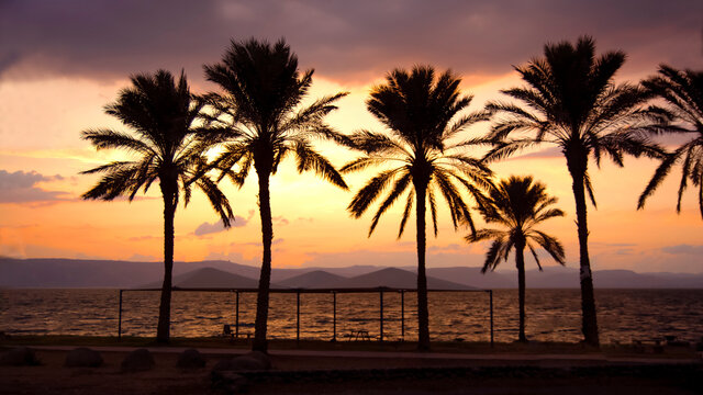 Panorama view Silhouette of palm trees with colorful sunset and twilight sky, Israel