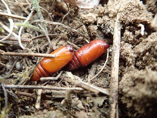 Chrysalis from the ground