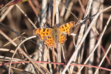 Rusałka ceik, Polygonia c-album, comma