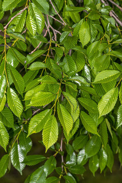 Leaves of Accolade Hybrid Elm (Ulmus japonica x wilsoniana 'Morton')