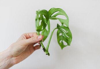 A piece of monstera monkey mask cut of for propagation in water