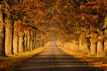 Fototapeta na wymiar autumn alley in Latvia