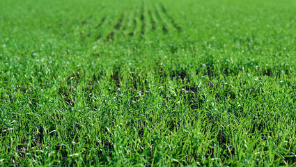 Green fields in spring. Young shoots of crops. Spring first shoots, shallow depth of field.