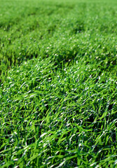 Green fields in spring. Young shoots of crops. Spring first shoots, shallow depth of field. Close-up