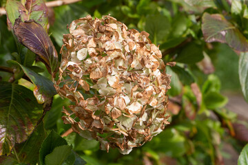 Dry hydrangea flower in a garden during winter