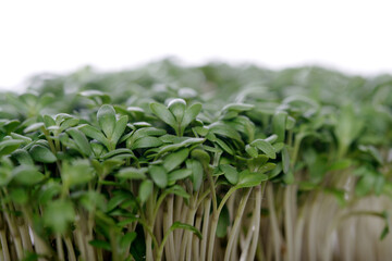 Close up of Garden cress
