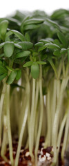 Close - up of cress - studio shot