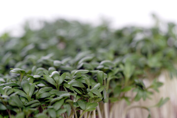 Close up of garden cress