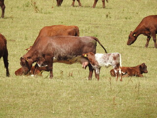 A herd of cows in the pasture