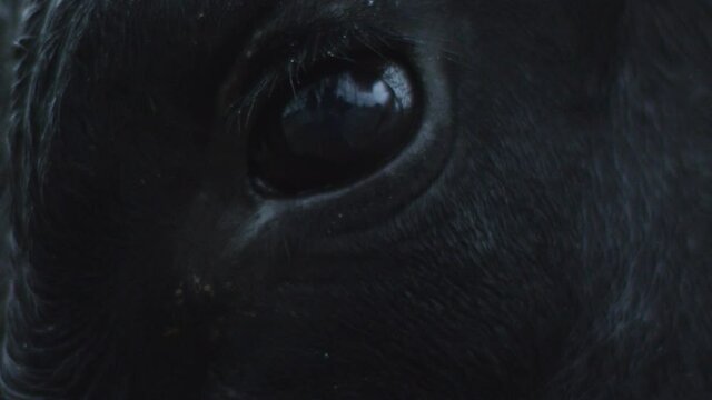 Close-up of a dark blinking black eye of a black unidentified bull with glare reflected in it under raindrops. The concept of defenseless fearful animals