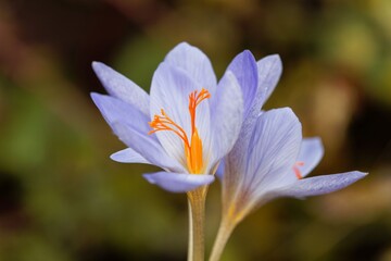 The autumn flowering crocus Crocus aitchisonii