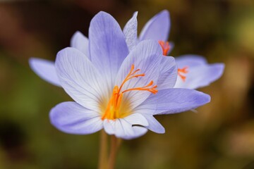 The autumn flowering crocus Crocus aitchisonii