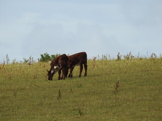 Naklejka premium Two cows in the pasture