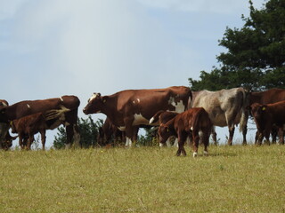 A herd of cows in the pasture