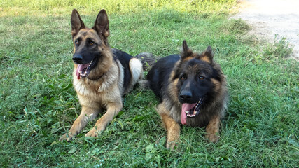 German shepherd dogs perform commands on training