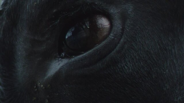 Close-up of a beautiful blinking black eye of a black unidentified bull with glare reflected in it. The concept of sadness and riddle. Avant-garde and abstract concept
