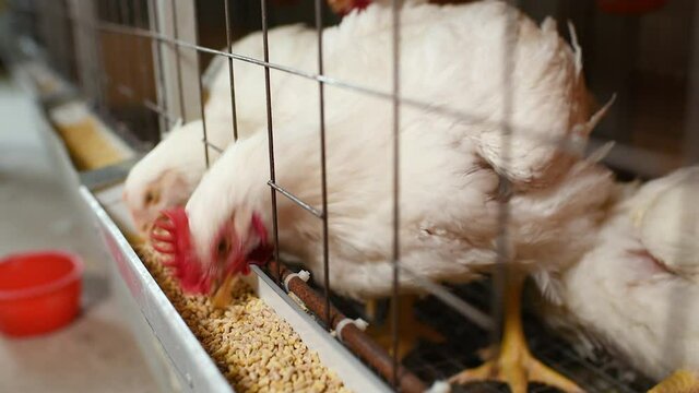broiler chickens eat food close-up on a poultry farm. Food industrial production of chickens.