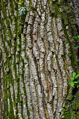 Yellow mombin or hog plum (Spondias mombin) tree trunk background