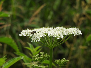 Insect on white wild flowers