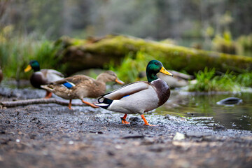 Wild ducks on the side of the lake